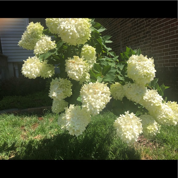 Meet your Posher, Denise - Picture 1 of 1